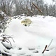 Illustration for article titled Watch This Heroic Bald Eagle Keep Her Eggs Warm In A Snow-Covered Nest